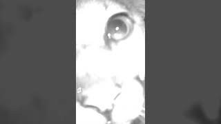 Cougar Boop