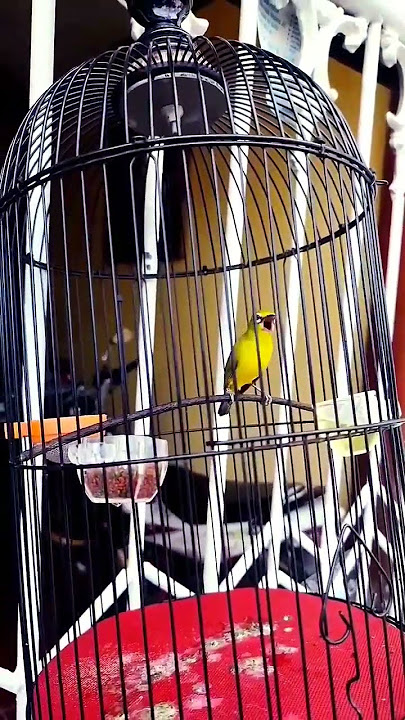 Burung pleci gacor mewah istimewa full tembak ngebren kualitas mental juara #plecigacor #pleci