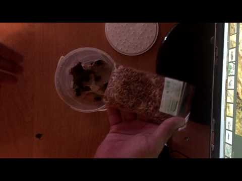 Чем кормить сверчков | Сверчки двупятнистые | Корм для ящериц