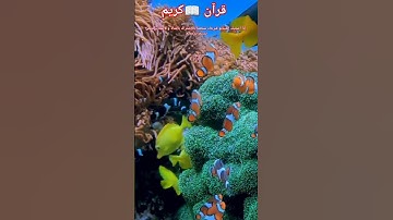 ❤قرآن كريم ❤ تلاوة رائعة أرح قلبك #قرآن #قران #راحة_نفسية #تلاوة #تلاوة_خاشعة #التلاوات_النادره