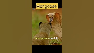 Mongoose vs Cobra snake #wildlife #animal #shorts