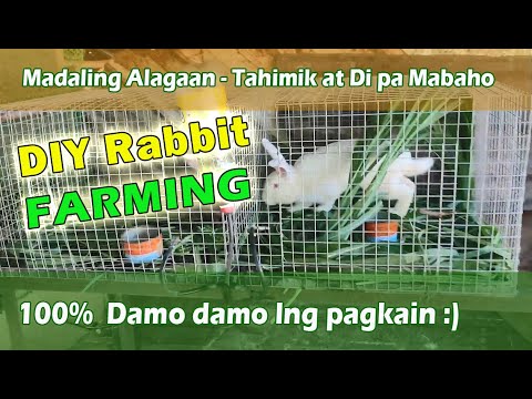 DIY Rabbit Farming | Starting mini Rabbit Farming | #mybabyyani - YouTube
