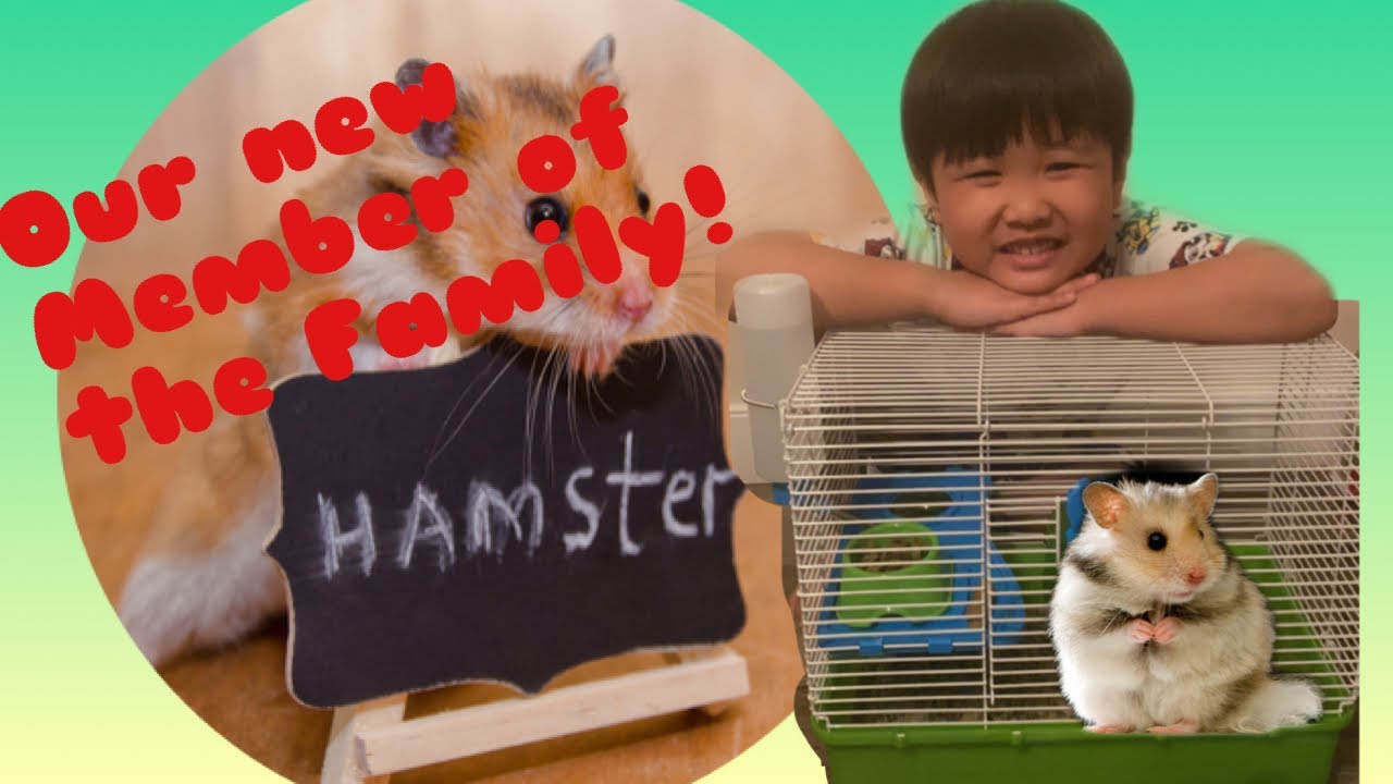 My First Pet Hamster!!! Petsmart YouTube