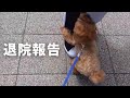 1週間ぶりの再会にママから離れないトイプードル / ティーカッププードル 成犬 / 退院 お祝い 東京 都内夫婦暮らし 専業主婦 感動 号泣