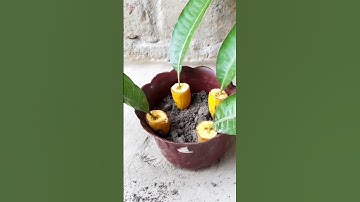 How To Grow Mango Trees From Mango Leaves