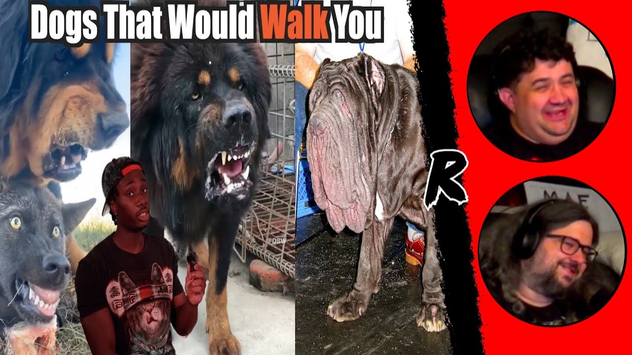 Собаки, которые отправят вас в «Собачий кошмар» назад — @mndiaye_97 | РЕАКЦИЯ РЕНЕГАТОВ