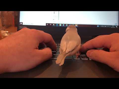 文鳥