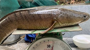 Câu Cá Lóc Bằng Mồi Nhái Thật