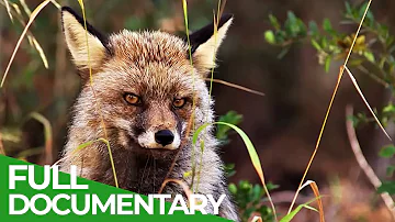 Guadalquivir – The Great River | Free Documentary Nature