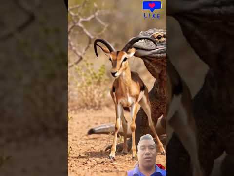 Deer Shorts Video Animal Youtube Channel 