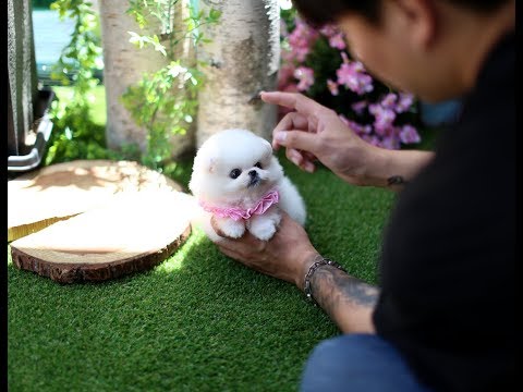 인형같은 강아지 화이트포메라니안 왕자님 &amp;#39;<strong>듀크</strong>&amp;#39;