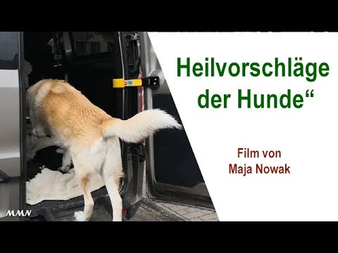 Heilvorschläge der Hunde - Film von Maja Nowak - YouTube