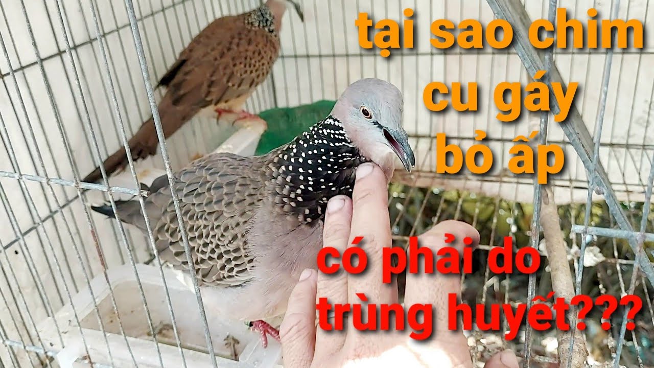 lý do cu gáy bỏ ấp | có phải do trùng huyết hay không|thế hiển chia sẻ kinh nghiệm nuôi gáy sinh sản