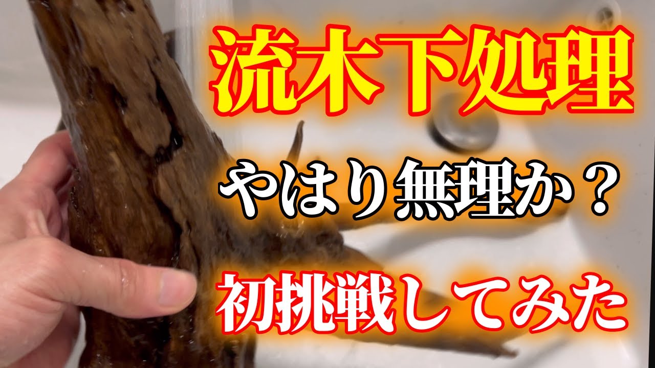 初心者が流木下処理してみた結果【アクアリウム】