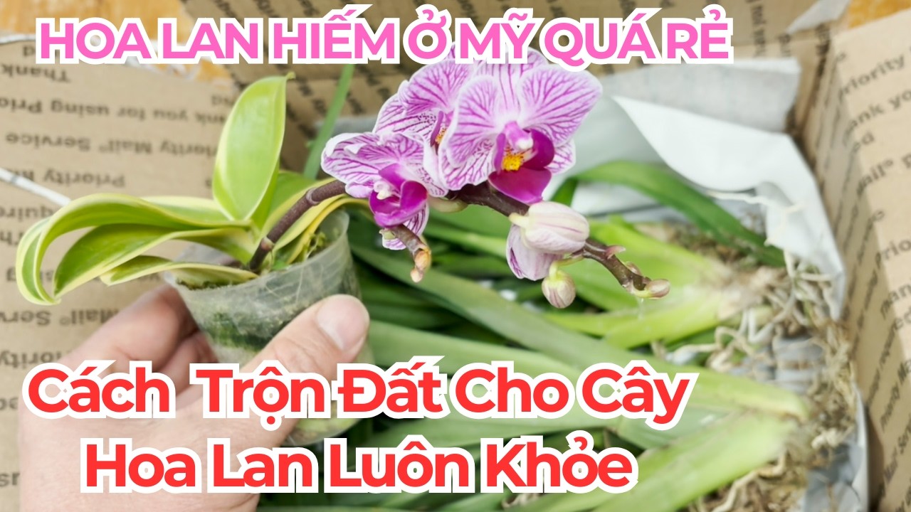 Hoa Lan Hiếm ở Mỹ Quá Rẻ! Làm Sao Cho Rễ Cây Luôn Xanh Tươi.