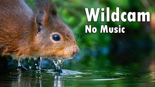 Birds & Squirrels Feeder Wildcam | Relaxing | No music |  DJI Osmo Action | Bird sounds | Catvideo