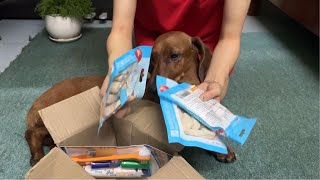Unbox Dachshund's online shopping products for the first time. Does She like them?
