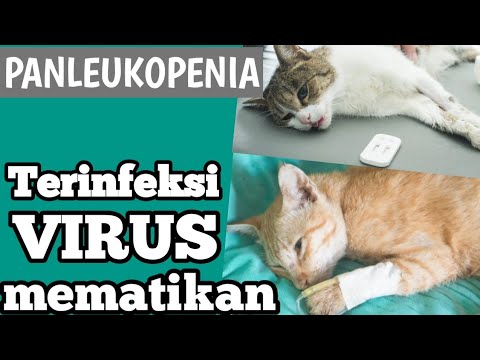 Video: Anemia Terkait Sistem Kekebalan Tubuh Pada Kucing