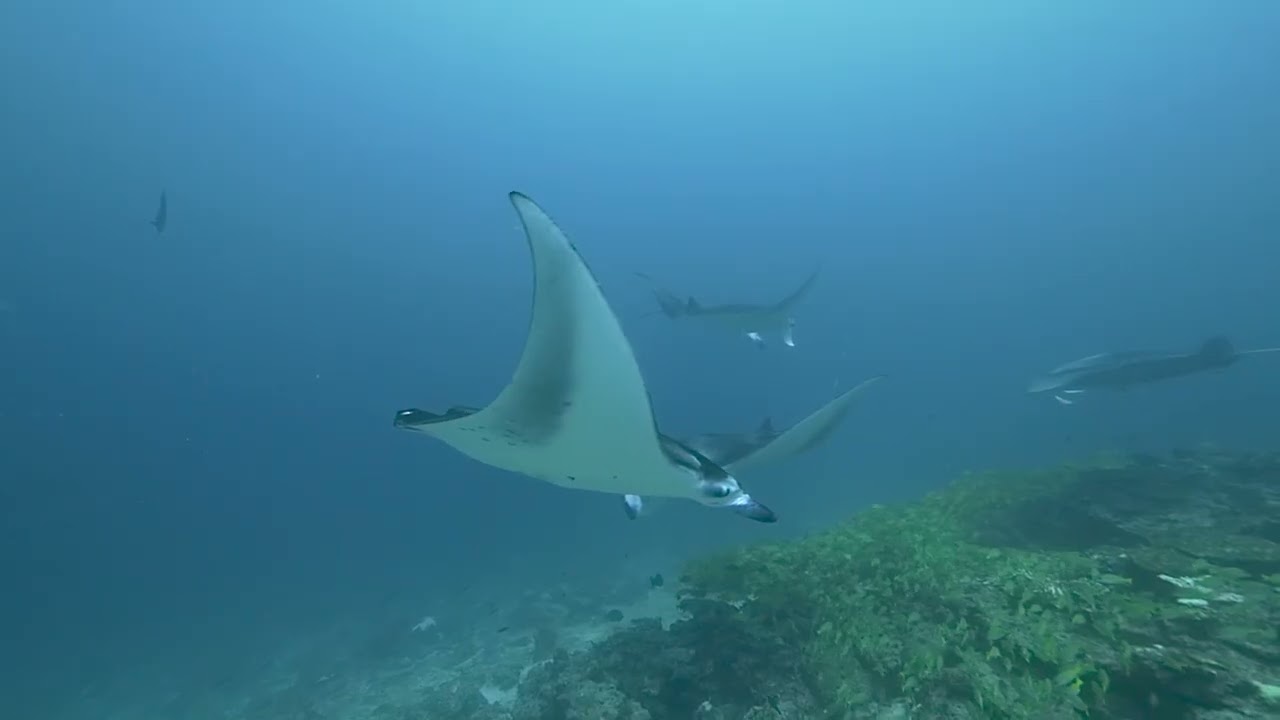 Diving in Maldives