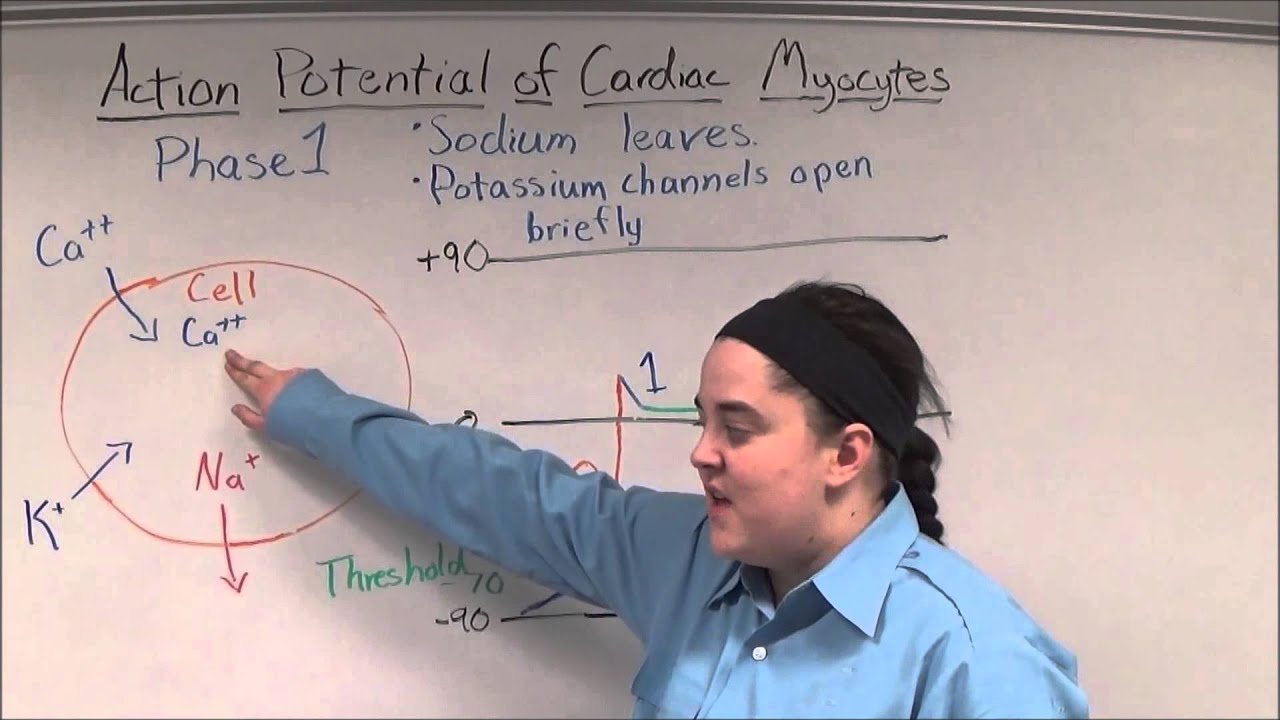 Action Potential of Cardiac Myocytes - YouTube