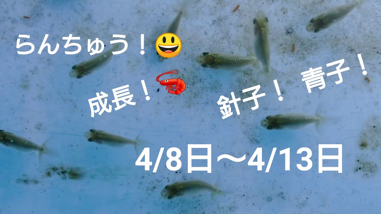 らんちゅう 針子 青子 4 8 4 13日の成長記録 Youtube