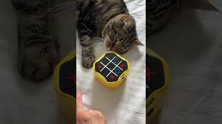 Is there any way he could win this? 😂 #catfunny #puzzle #tictactoe