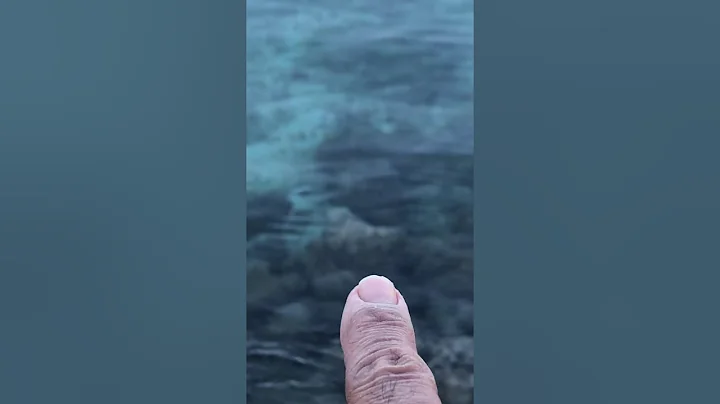 Octopus “Gumson” guam fishing