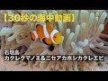 【30秒の海中動画】沖縄県 石垣島 カクレクマノミとニセアカホシカクレエビ /  Clownfish and Cleaner shirimp. Ishigaki island【4K】