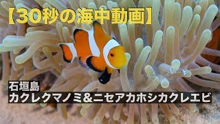 【30秒の海中動画】沖縄県 石垣島 カクレクマノミとニセアカホシカクレエビ /  Clownfish and Cleaner shirimp. Ishigaki island【4K】