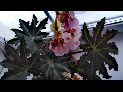 Video: Begonia Kleopatra: tavsif va parvarish