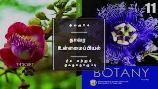 Botany Video Lesson -UNIT 4 INTRODUCTION TO PLANT ANATOMY- bilingual Botany Video Lesson -UNIT 4 INTRODUCTION TO PLANT ANATOMY- bilingual