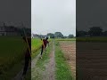 Javelin thrower shorts video #explore#viral#vrindavan#shortvideo