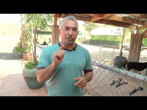 The Dog Whisperer Explains: The Origin of Cesar's signature Tsch ...