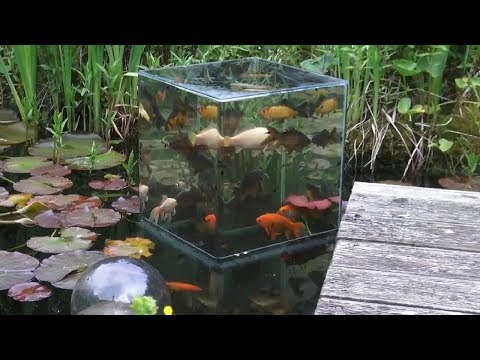 Vidéo: Types De Vers Trouvés Dans Les Aquariums De Poissons