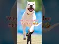 Dogo Argentino Humor