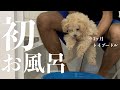 【初お風呂】トイプードルをシャンプーしたら別の犬になった【子犬】