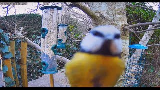 BIRD FEEDERS ISLE OF WIGHT *LIVE 24/7*