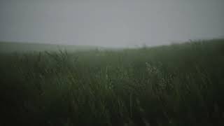 Windy Fields: Calm Ambient Sounds for a Peaceful Mind