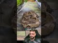 Jararacuçu amarela no sítio? Cuidado com Jararaca #biologohenrique #animais #bichoesperto #biologo