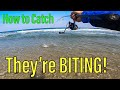 How to Sight Fish Corbina in SoCal Surf [Bait, Rig, Structure]