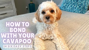 Form a STRONG Bond With Your Cavapoo in SIX Easy Ways