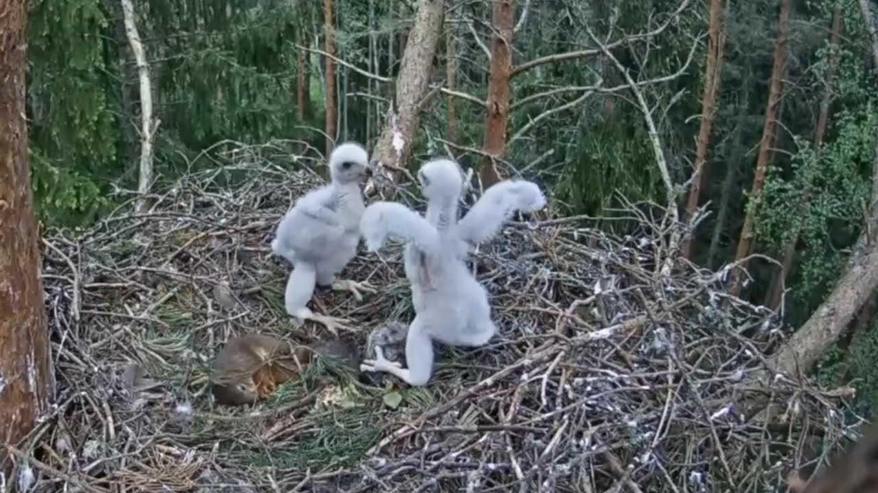 Little chick decide to stand against big chick but fail | Vistu vanags | goshawk | May 28, 2025