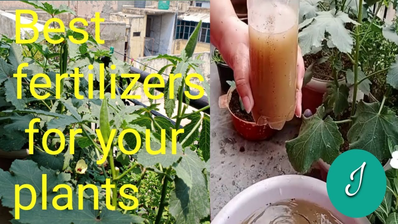 How to make best organic fertilizers at home YouTube
