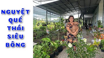 Cây Nguyệt quế thái siêu bông bông chùm mẹ chăm | 0386569374 - Ngọc Ngân Bến Tre | Chuyên cây độc lạ