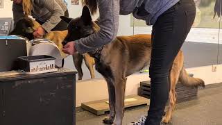 Teek verwijderen met zelfbeheersing Tools voor honden. by Elke Boxoen - Dogz Devotion Academy  1,593 views 2 years ago 1 minute, 24 seconds