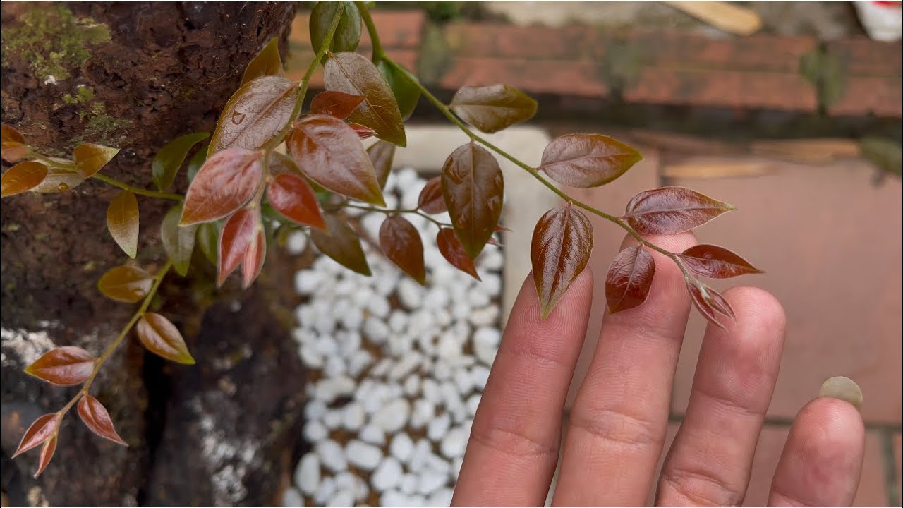 Bán muội Hồng chơi phòng trà bay lắc mà ai cũng muốn sở hữu lh :0989253016