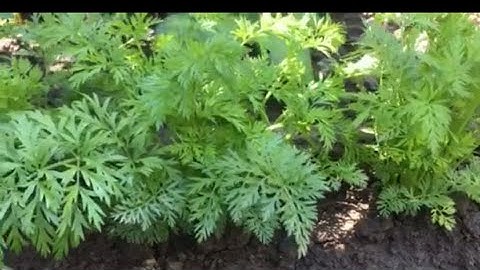 Trồng cà rốt bằng đầu củ có cho thu hoạch củ cà rốt không?