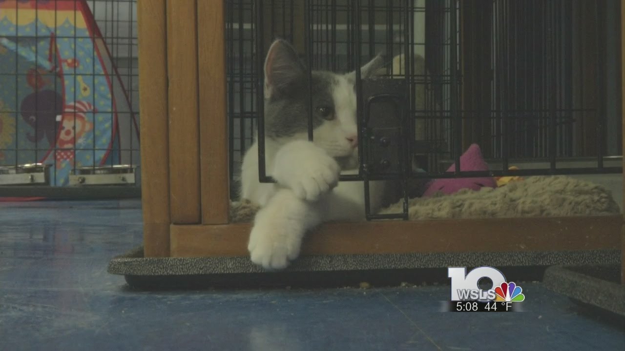 Angels of Assisi find increase in animal hoarding cases