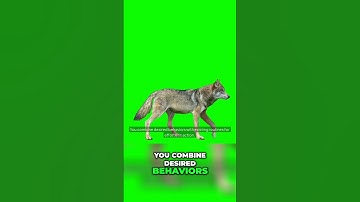 Stacking Habits: Effortless Action with Existing Routines