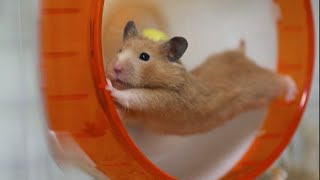 エアコン無しで夏は乗り切れる ハムスターや赤ちゃんがいる場合は